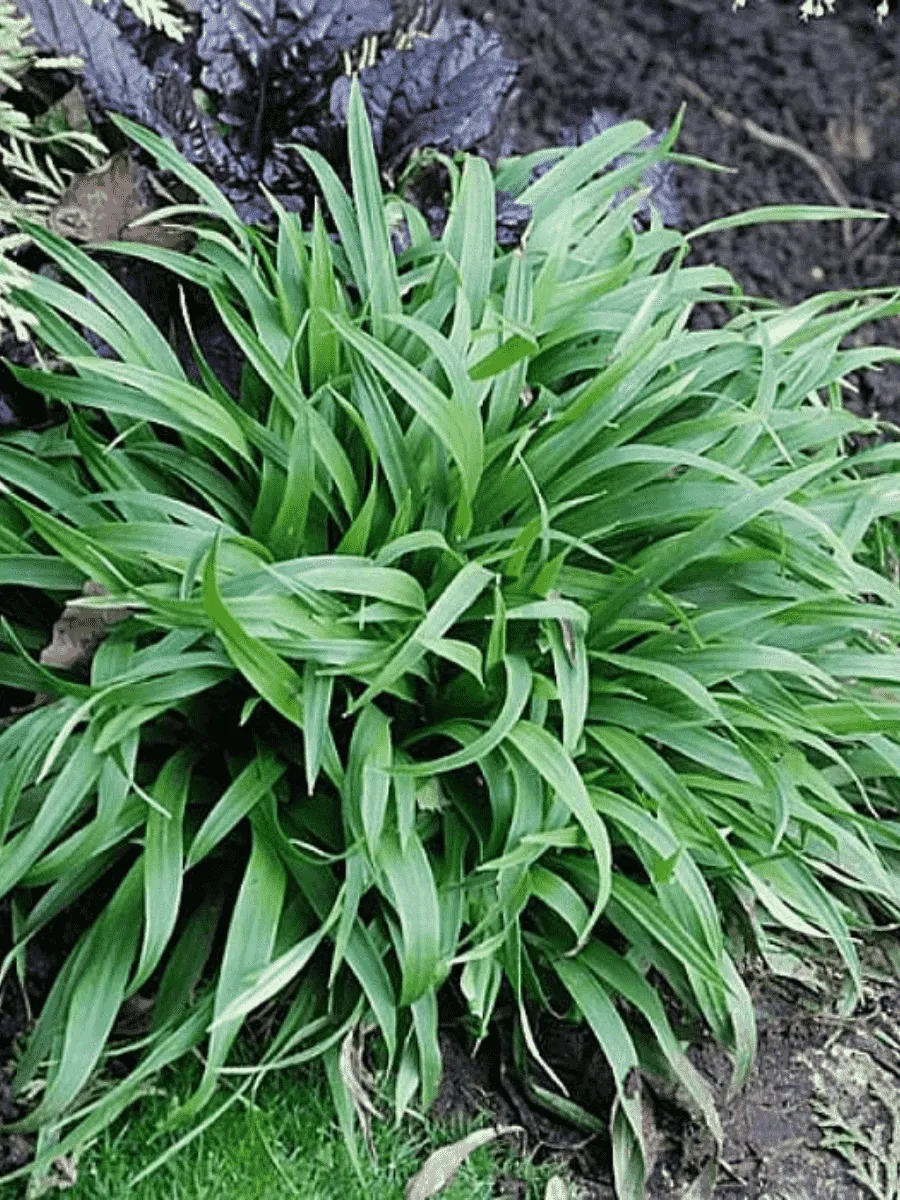 Ожика лесная