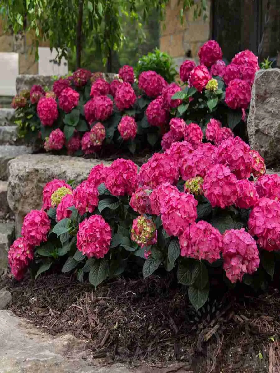 Гортензия Endless summer red 