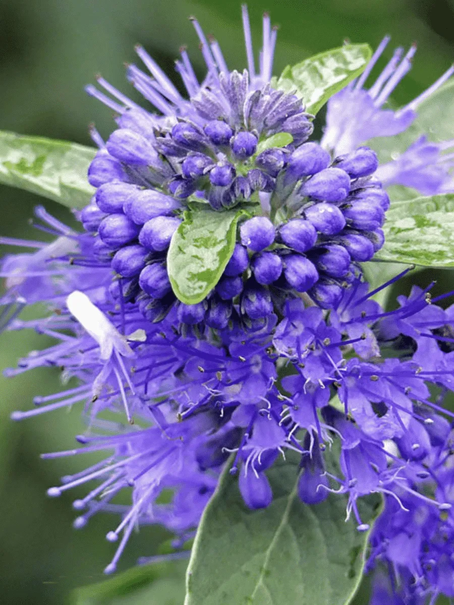 Кариоптерис кландоненсис Kew Blue
