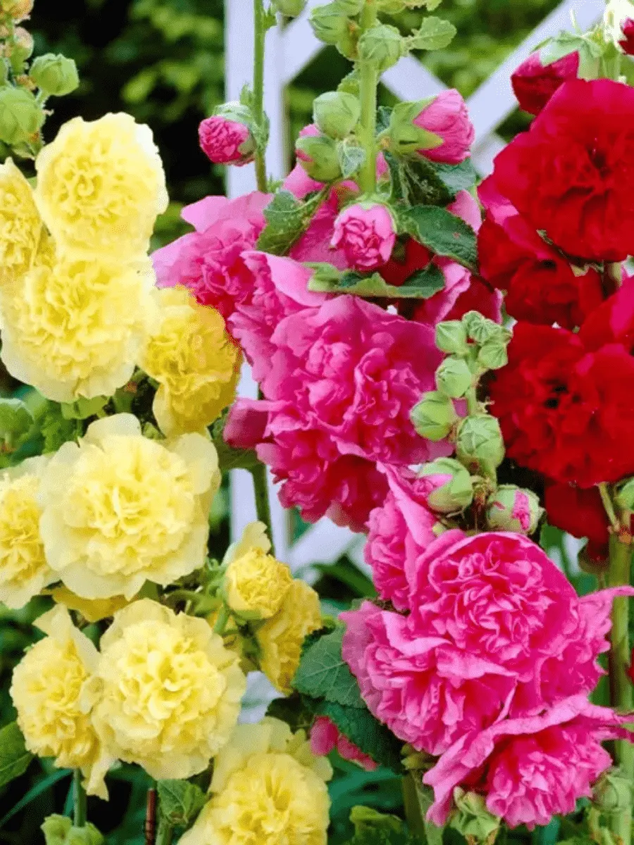 Мальва розовая Chater's Double  Mix