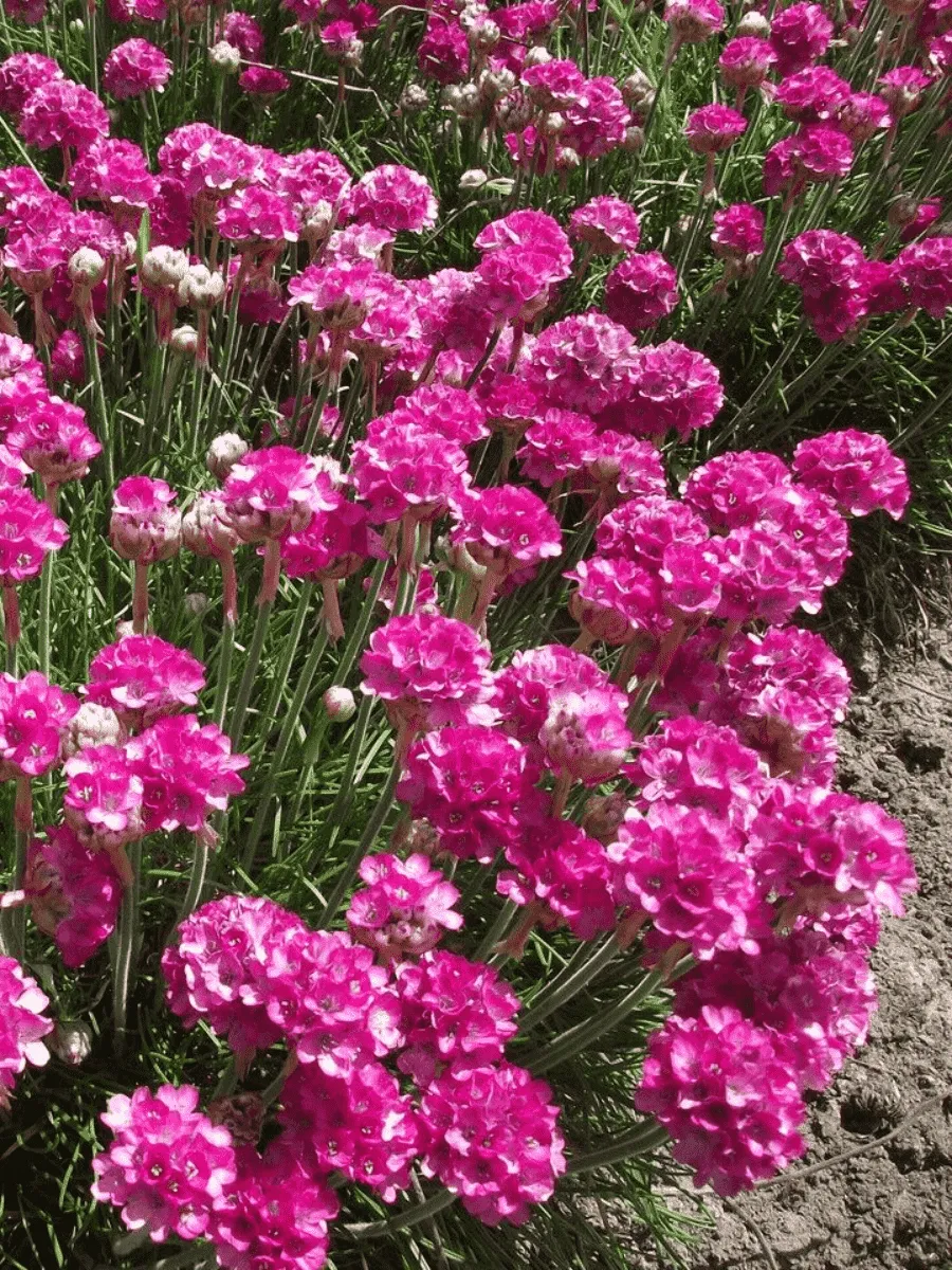 Армерия приморская Abbey Deep Rose