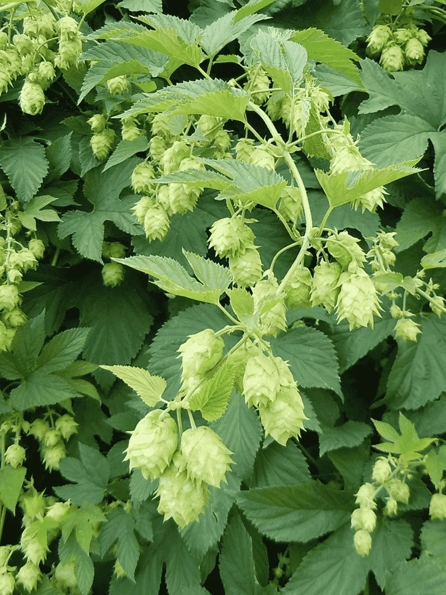 Хмель обыкновенный(М)