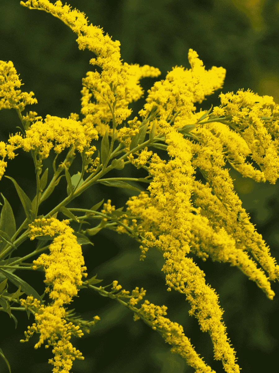 Золотарник