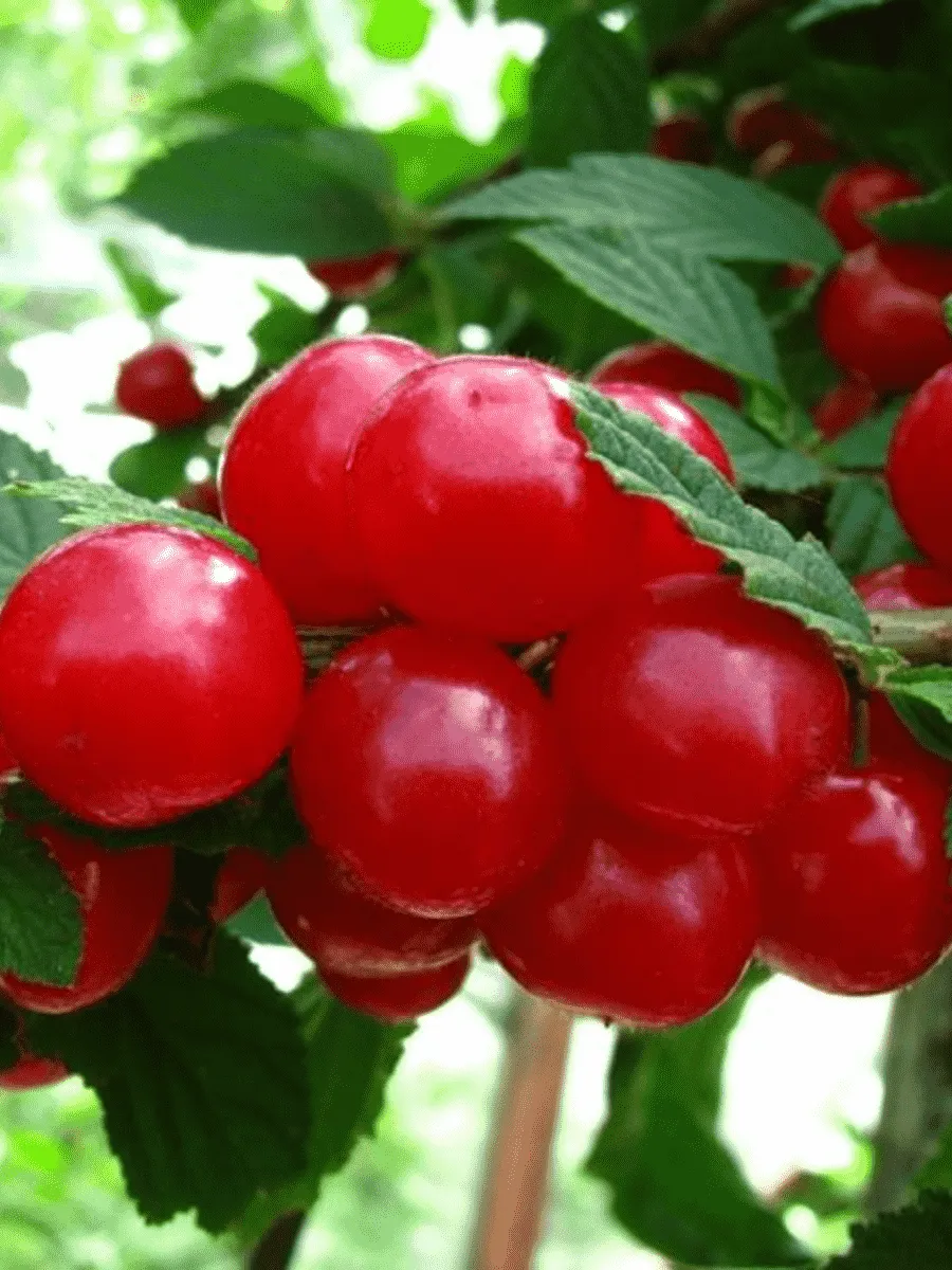 Вишня войлочная