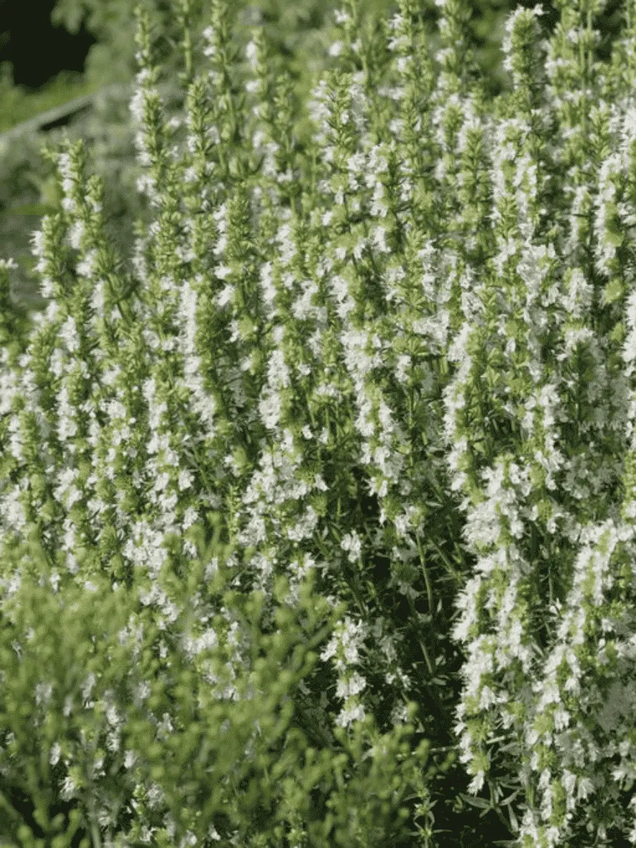 Иссоп лекарственный Albus