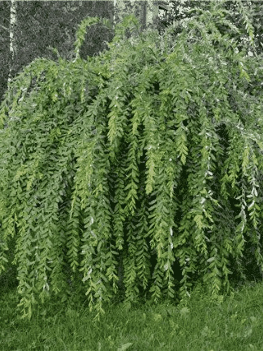 Ива белая Pendula