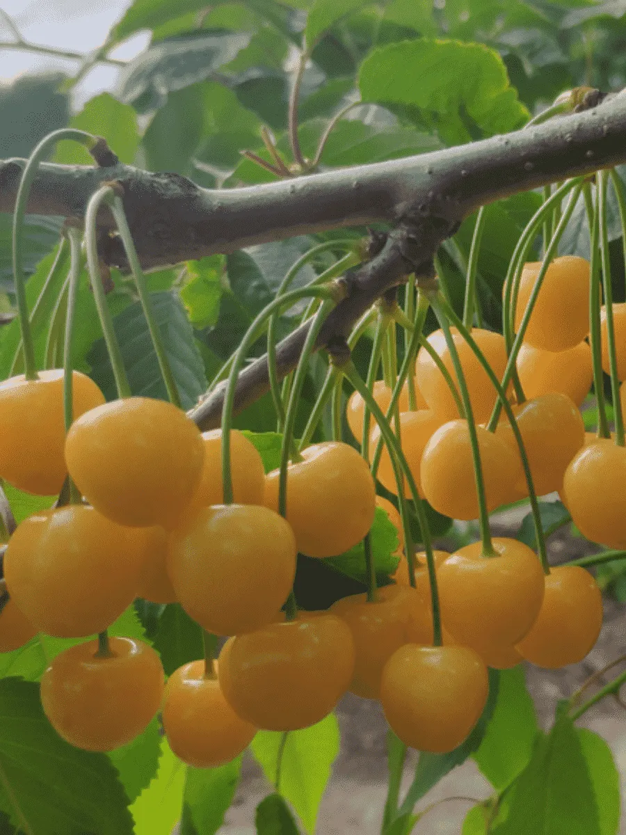 Черешня Рондо