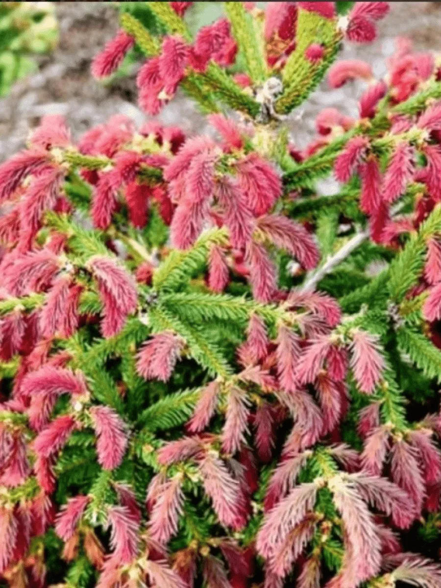 Ель обыкновенная Rydal