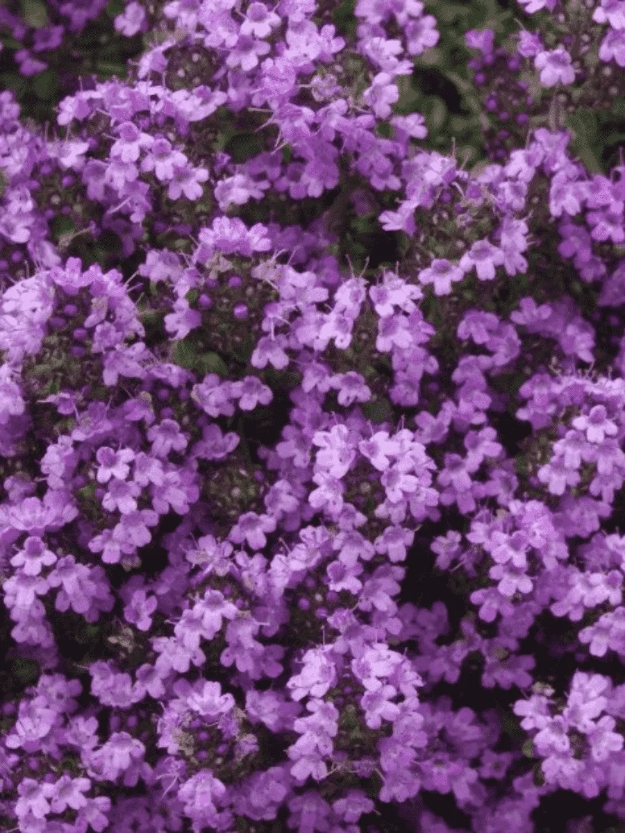 Тимьян ранний Pseudolanuginosus Woody