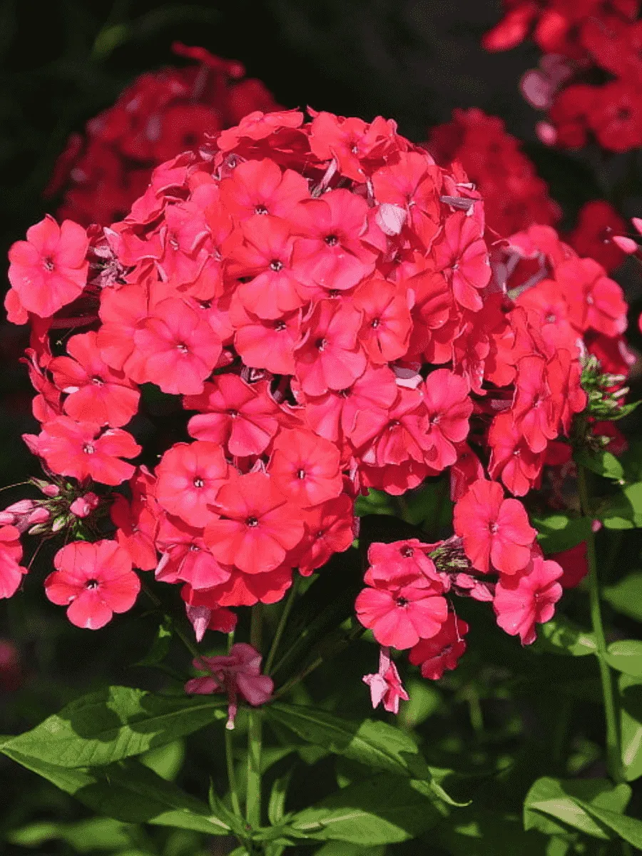 Флокс метельчатый Red Riding Hood