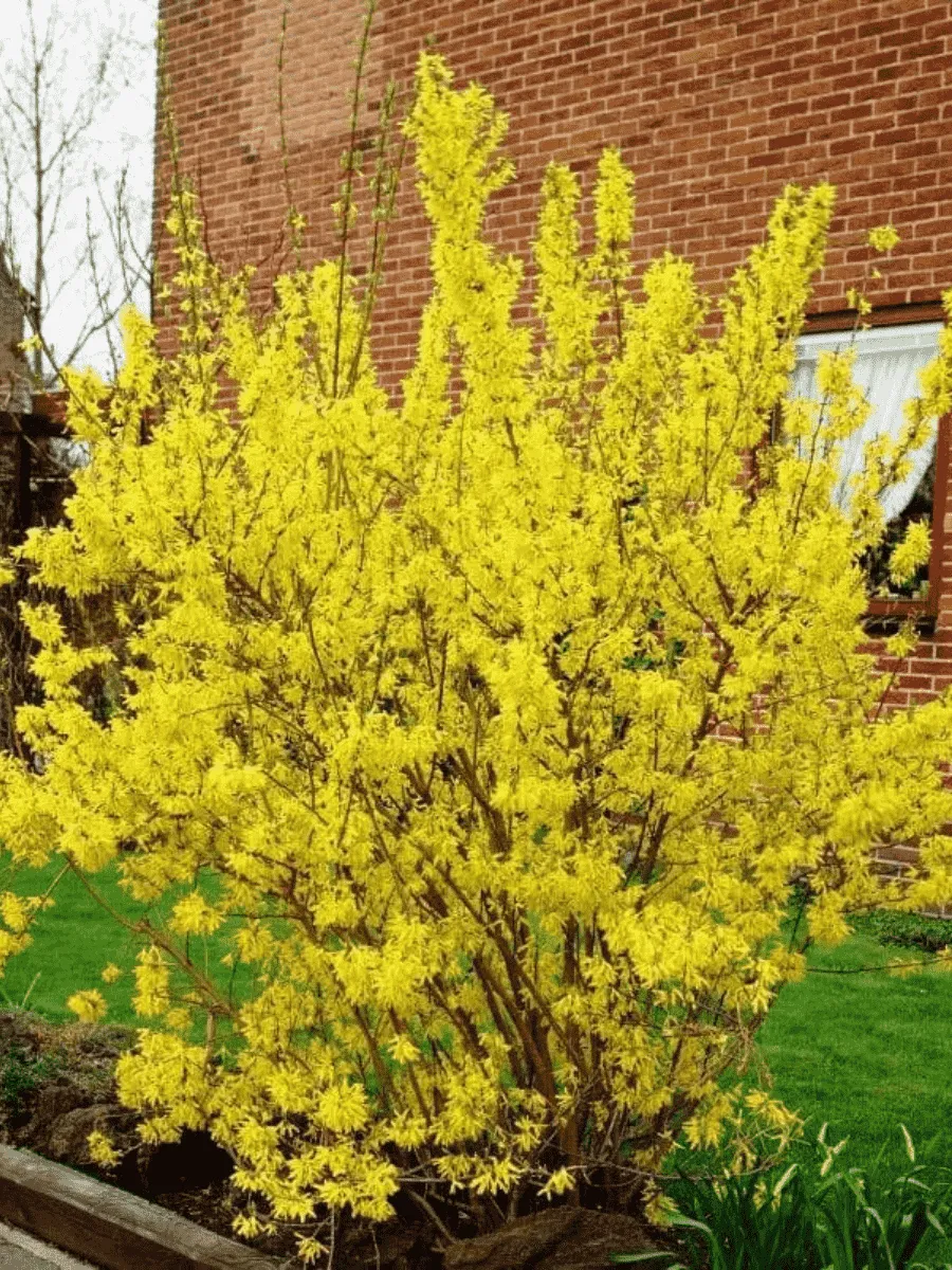 Форзиция промежуточная Lynwood