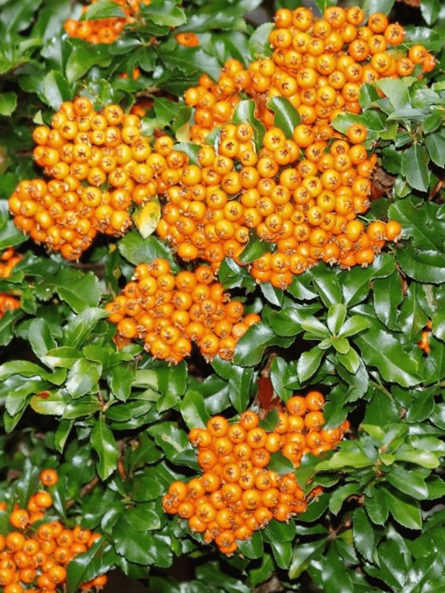 Пираканта узколистная Teton