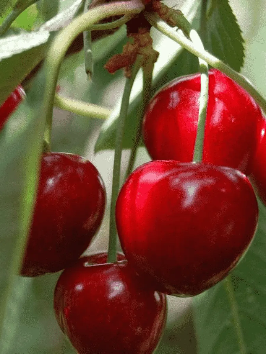 Вишня Мичуринская