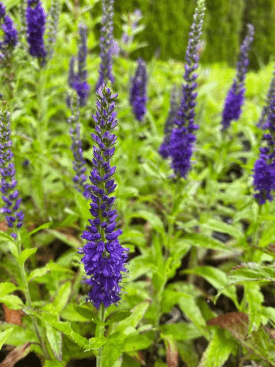 Вероника колосистая Blue Indigo