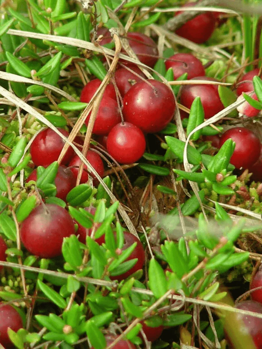 Клюква обыкновенная