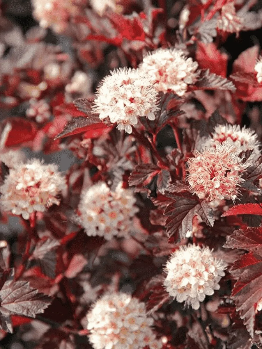 Пузыреплодник калинолистный Lady in Red