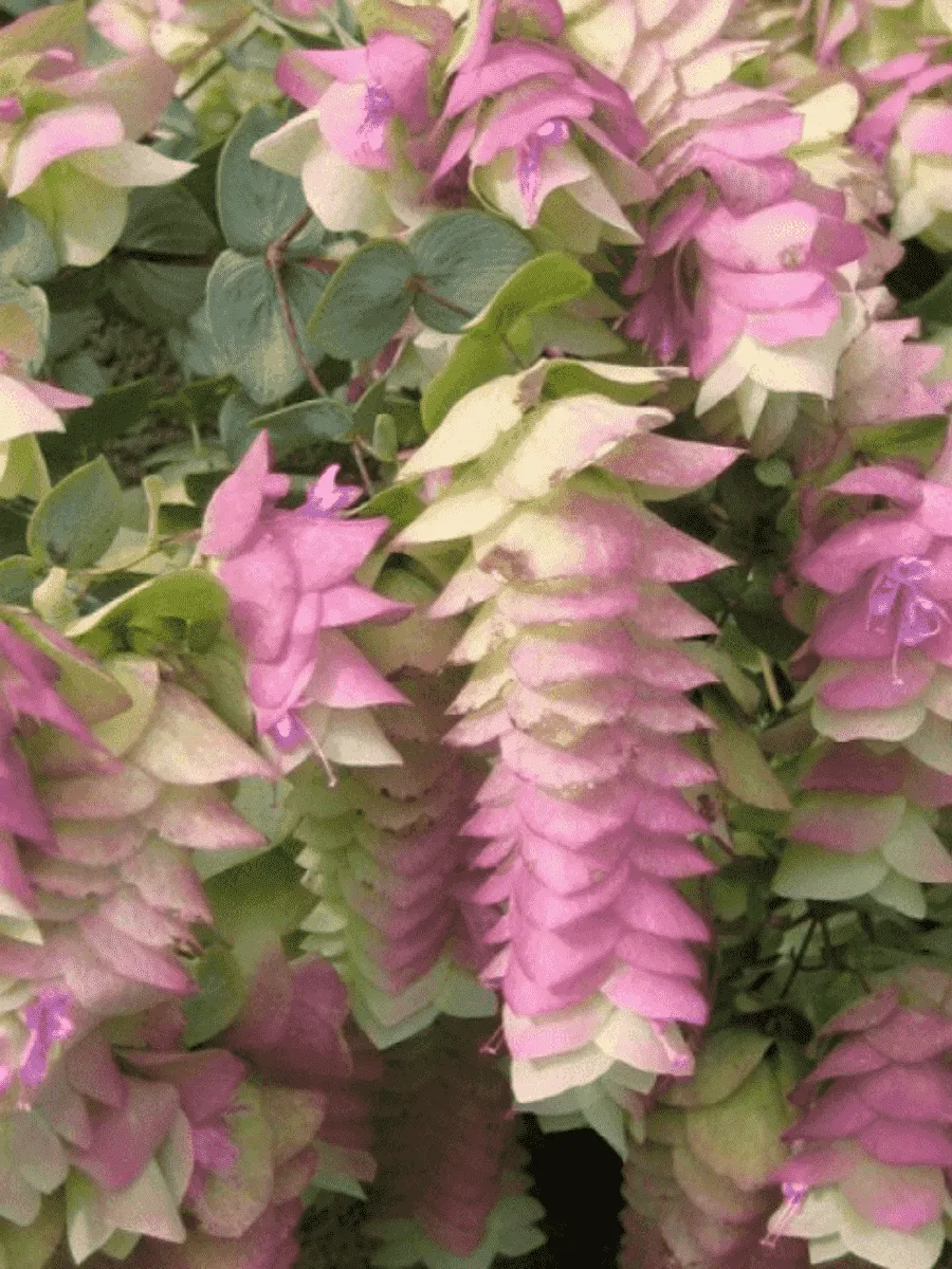 Душица кругнолистная Kent Beauty