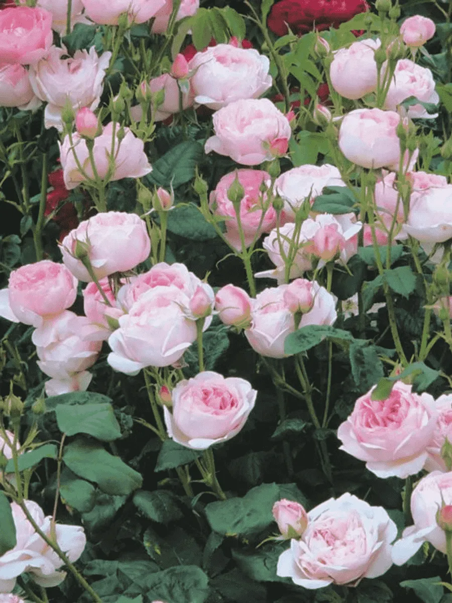 Роза Английская кустовая Scepter'd Isle