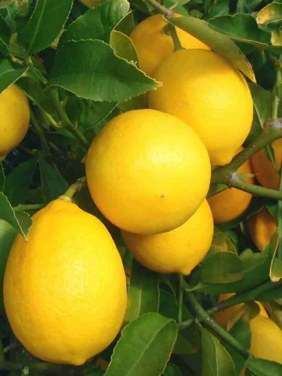 Лимон Мейера