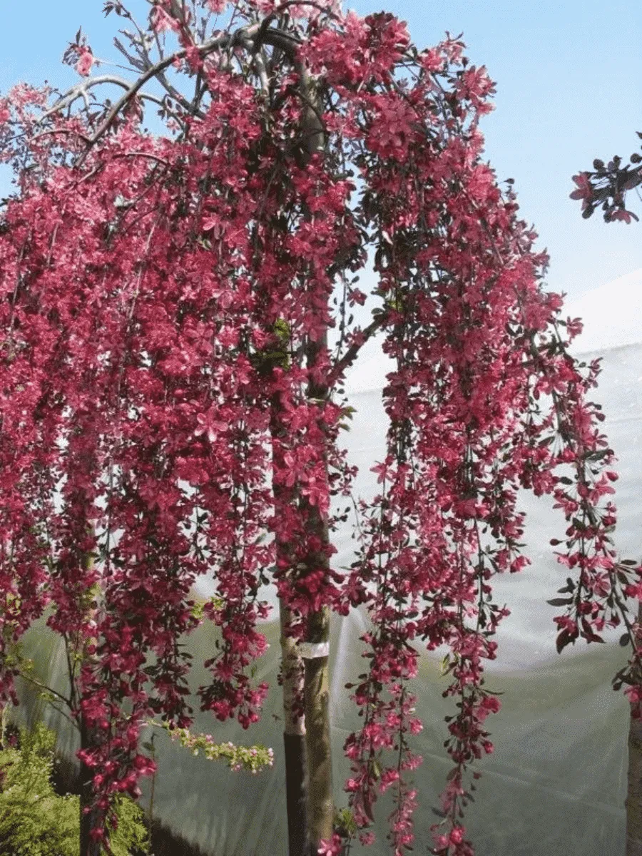 Яблоня декоративная Royal Beauty