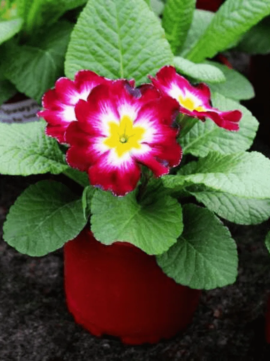 Примула Hethor pink flame