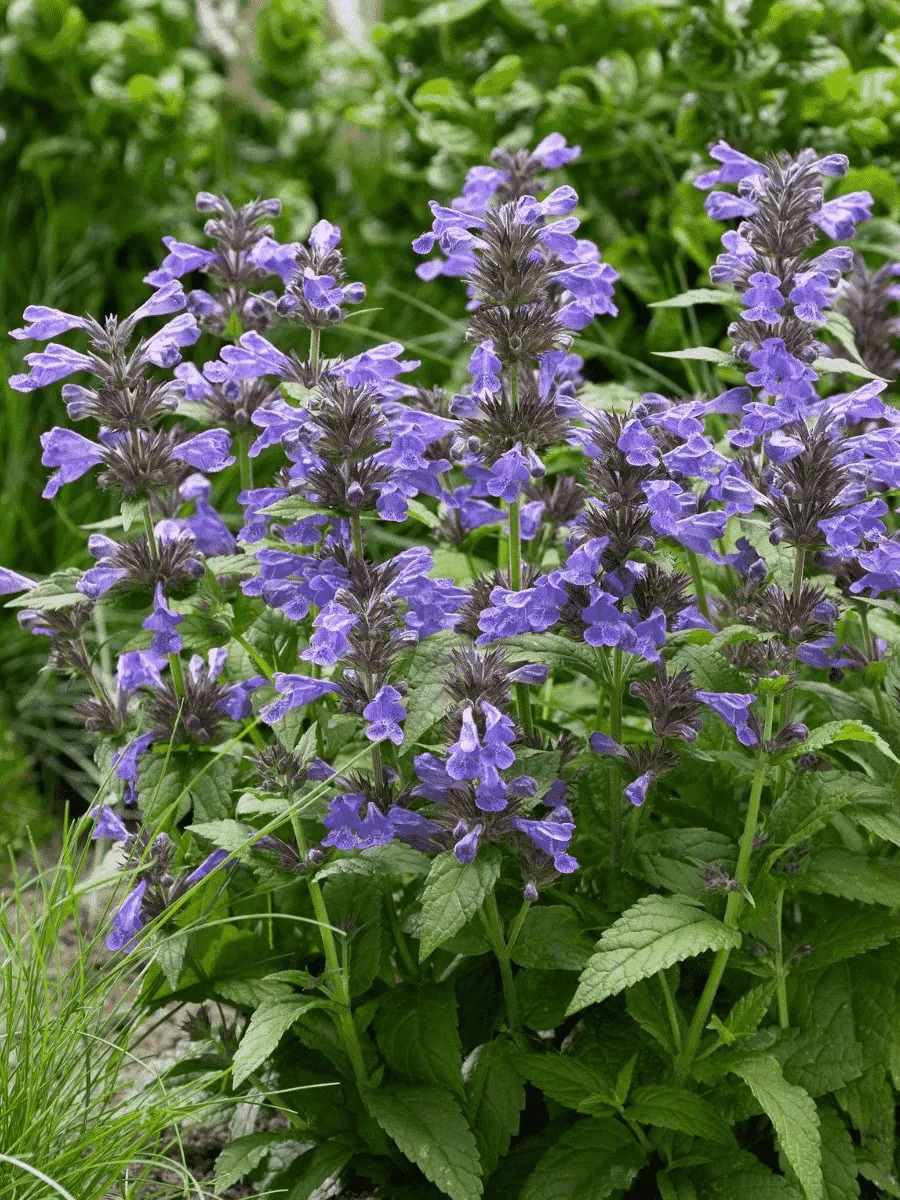 Котовник жилковый Neptune