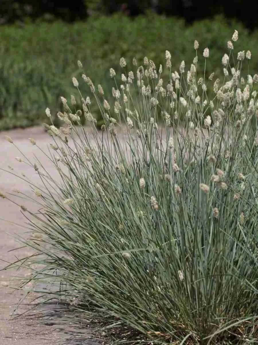 Сеслерия серебристая Argentea