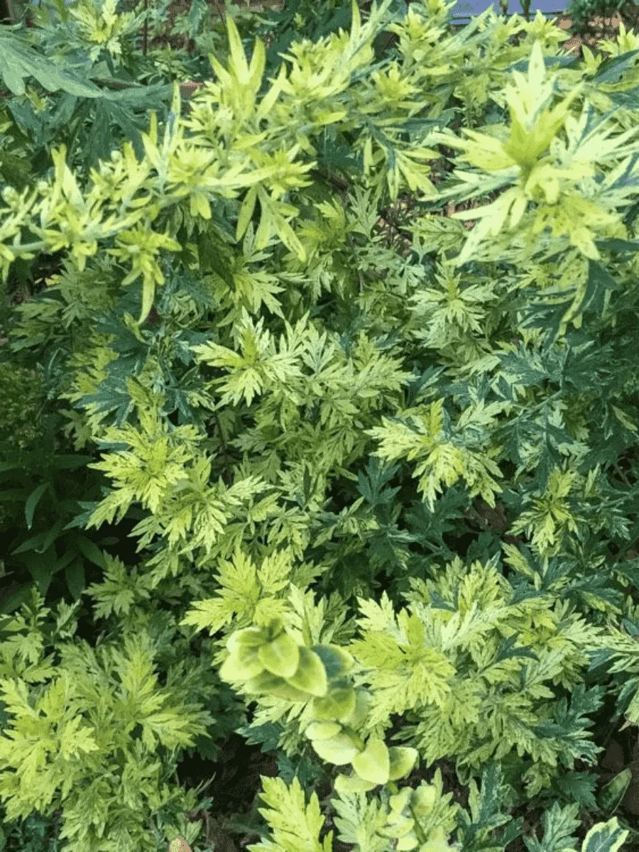 Полынь обыкновенная Janlim