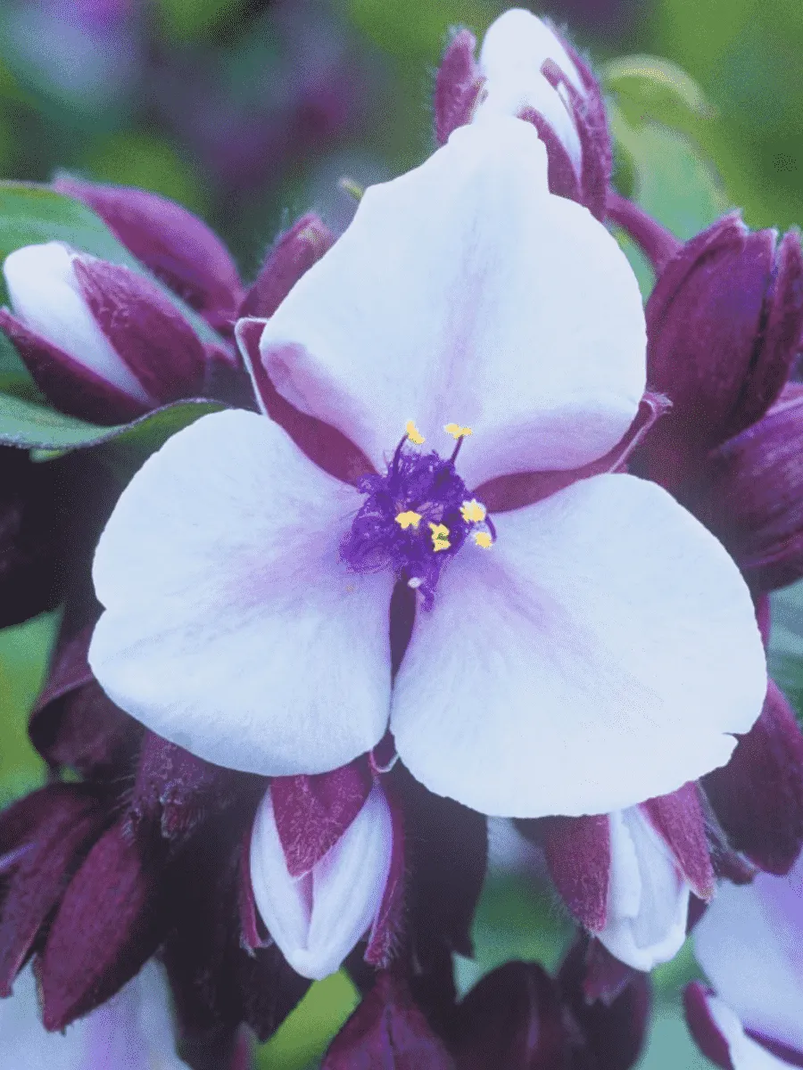 Традесканция гибридная Merlot Clusters