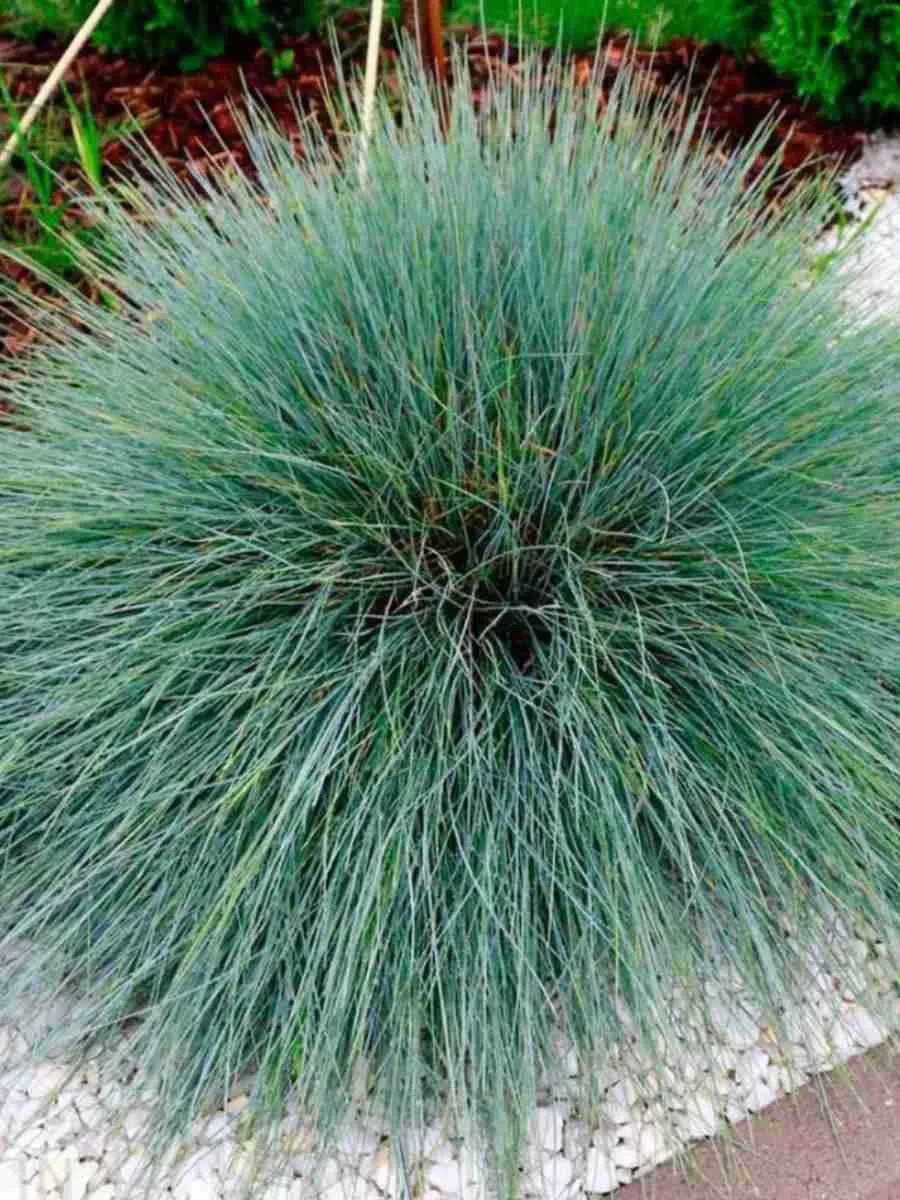 Овсяница сизая