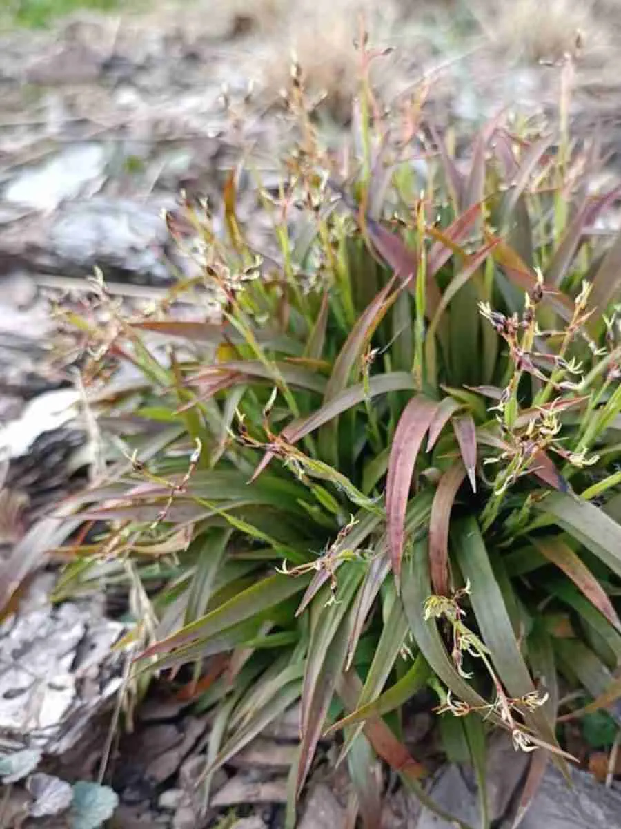 Ожика улофиловая