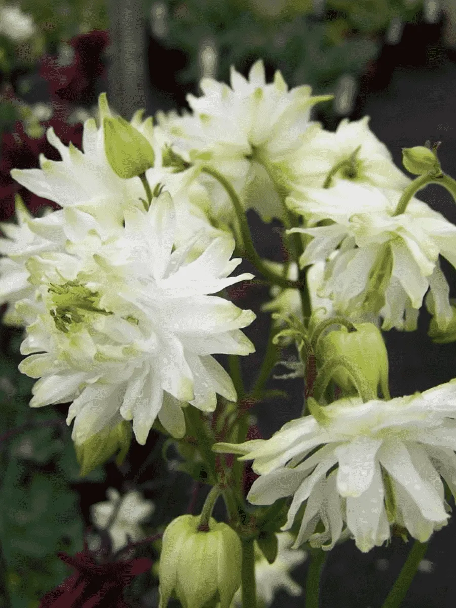 Аквилегия обыкновенная Barlow White