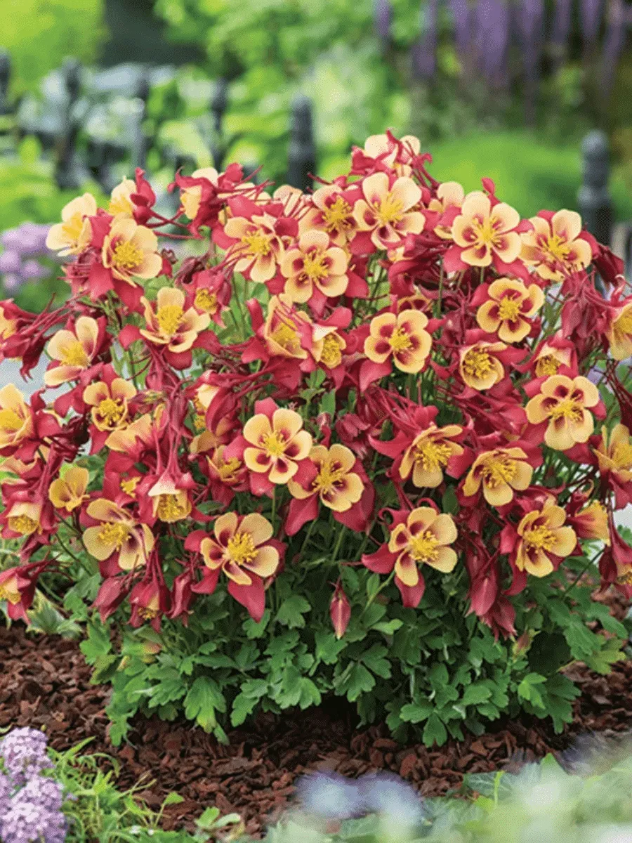 Аквилегия обыкновенная Early Bird Red Yellow