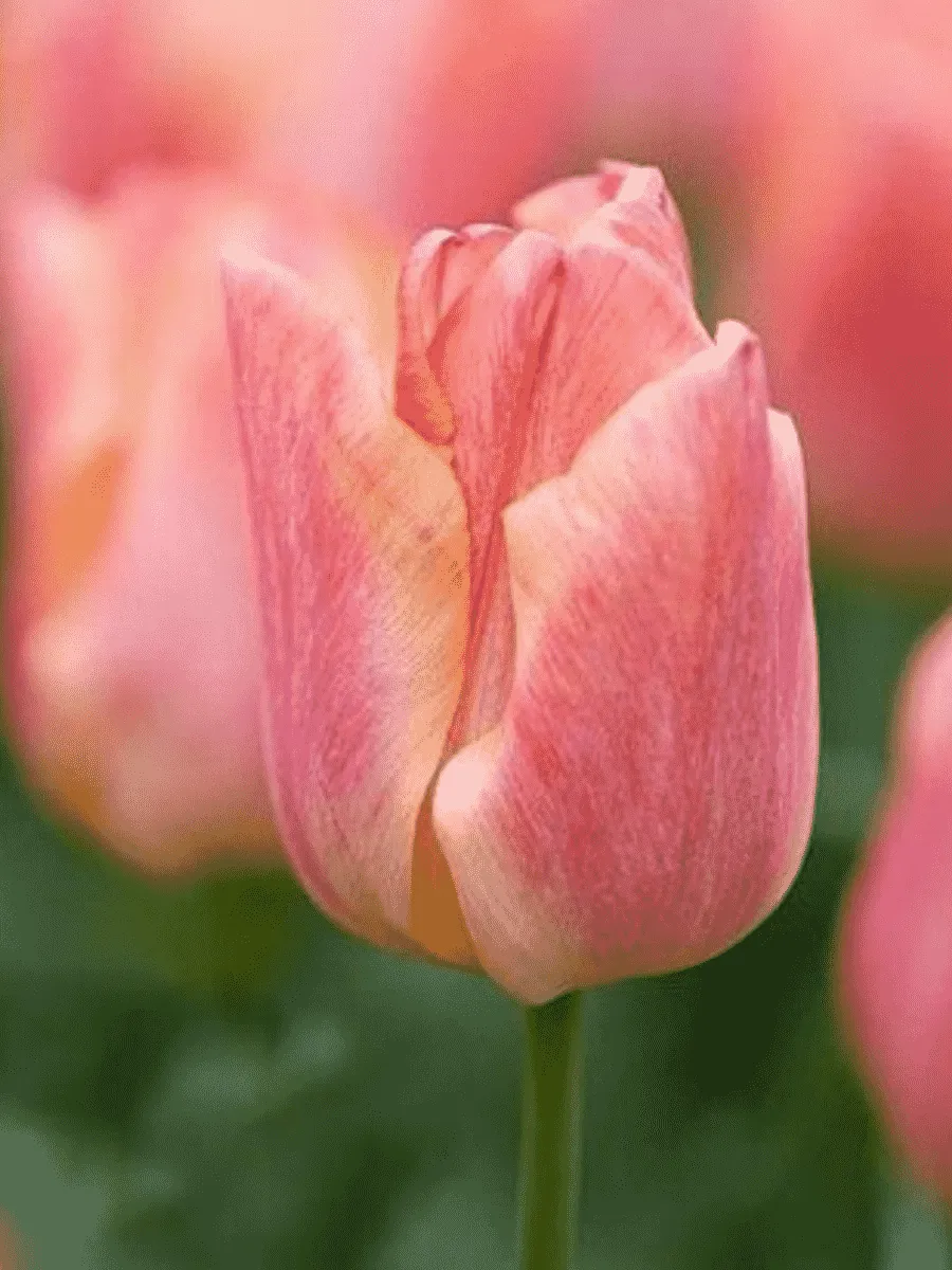 Тюльпан Passio Sweet