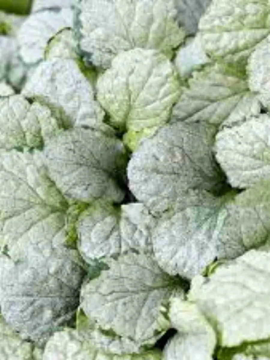 Живучка ползучая Princess Elsa