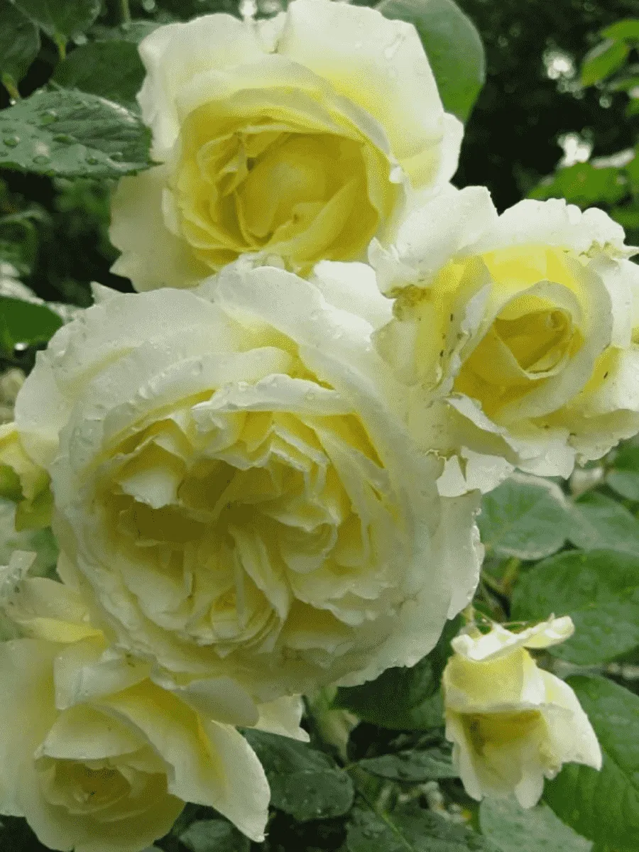 Роза плетистая Elfe