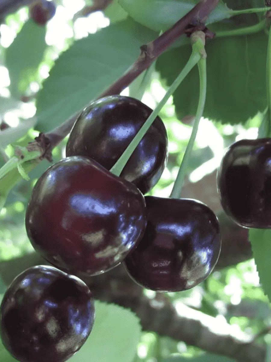 Черешня Россошанская крупная