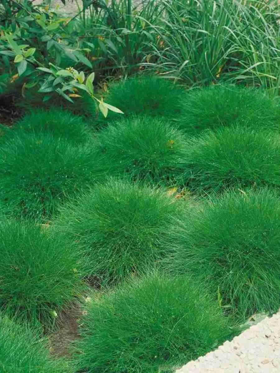 Овсяница Гаутера