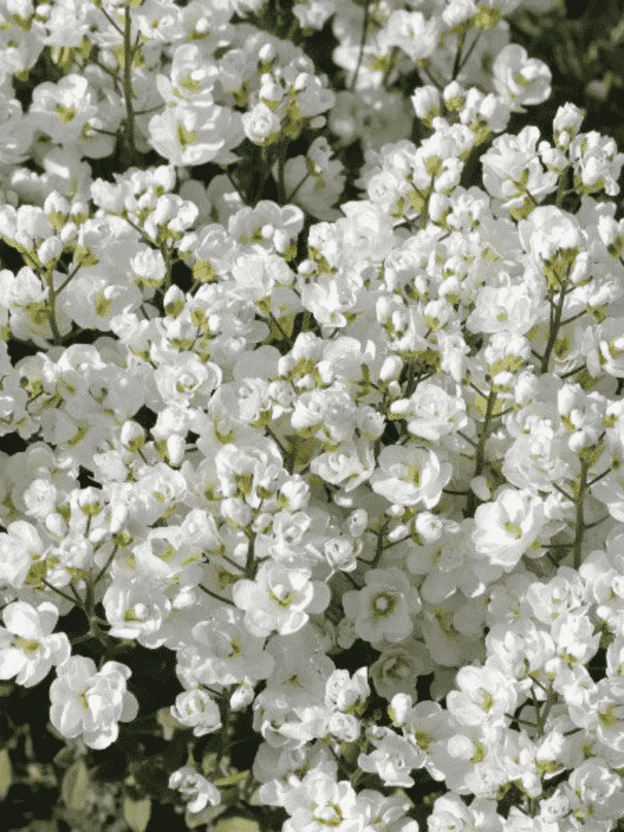 Арабис кавказский Plena