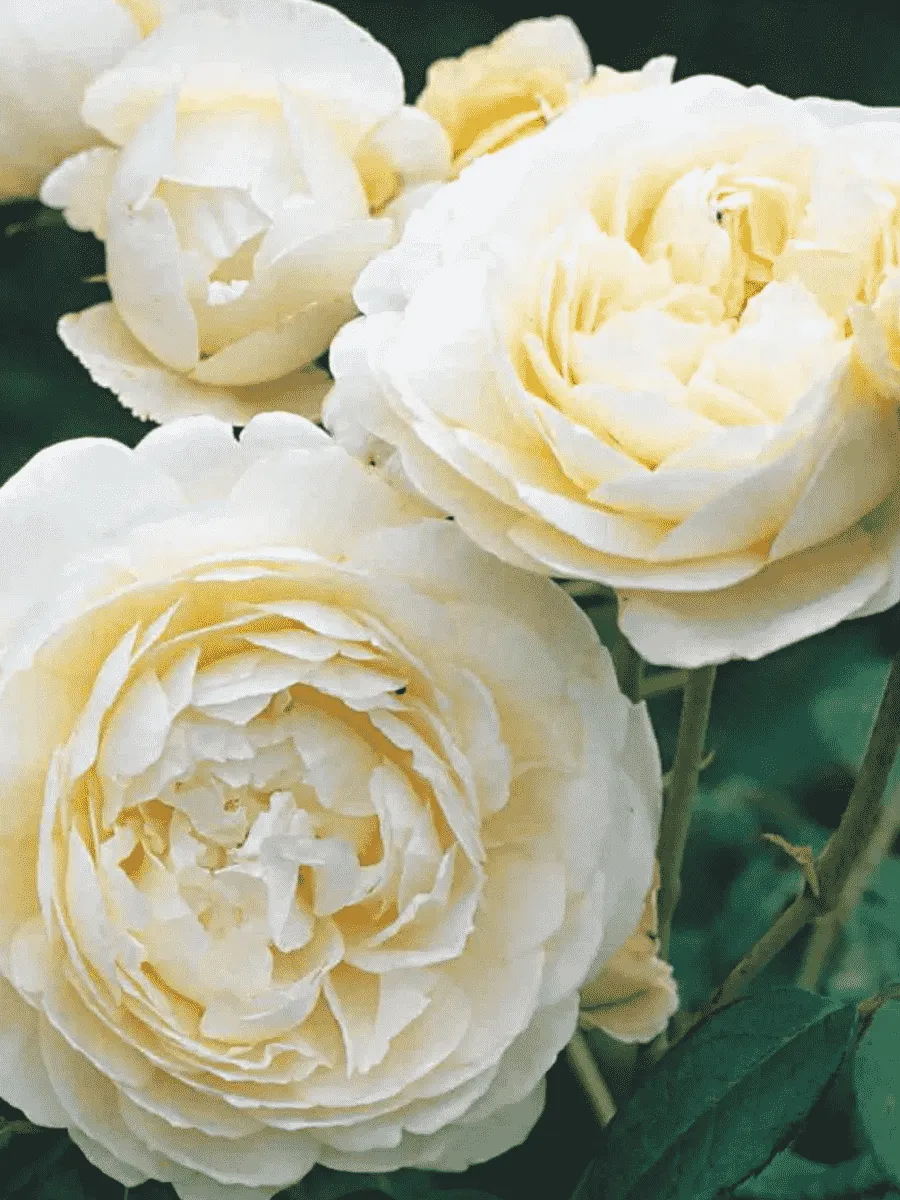 Роза Английская кустовая Patience