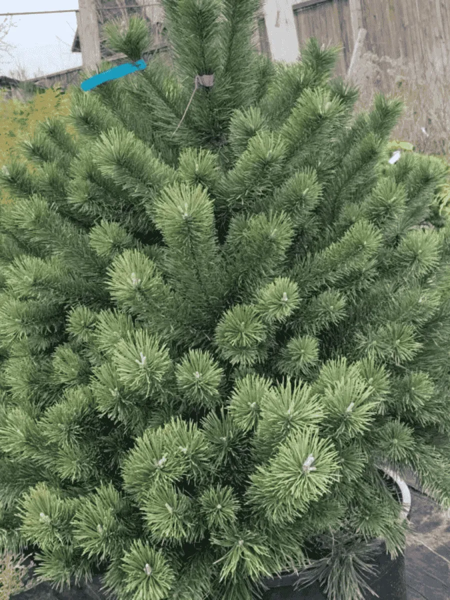 Сосна горная Uncinata