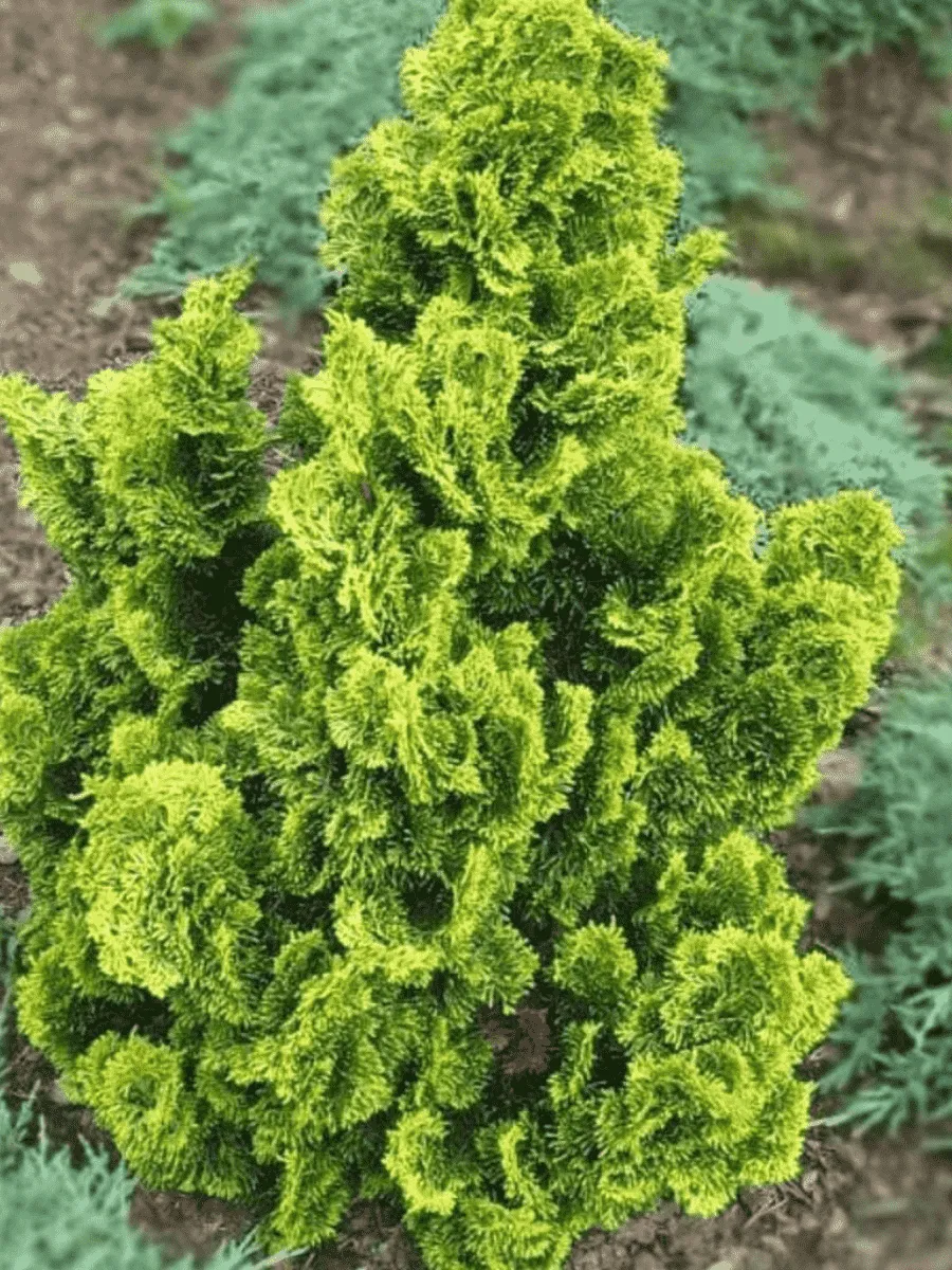 Кипарисовик туполистный Aurora