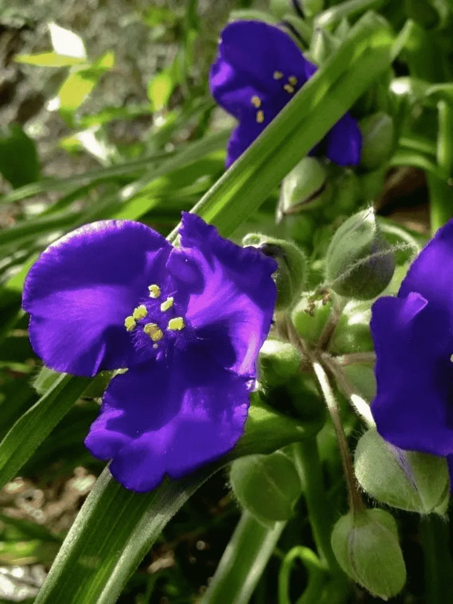 Традесканция Арендса Leonora