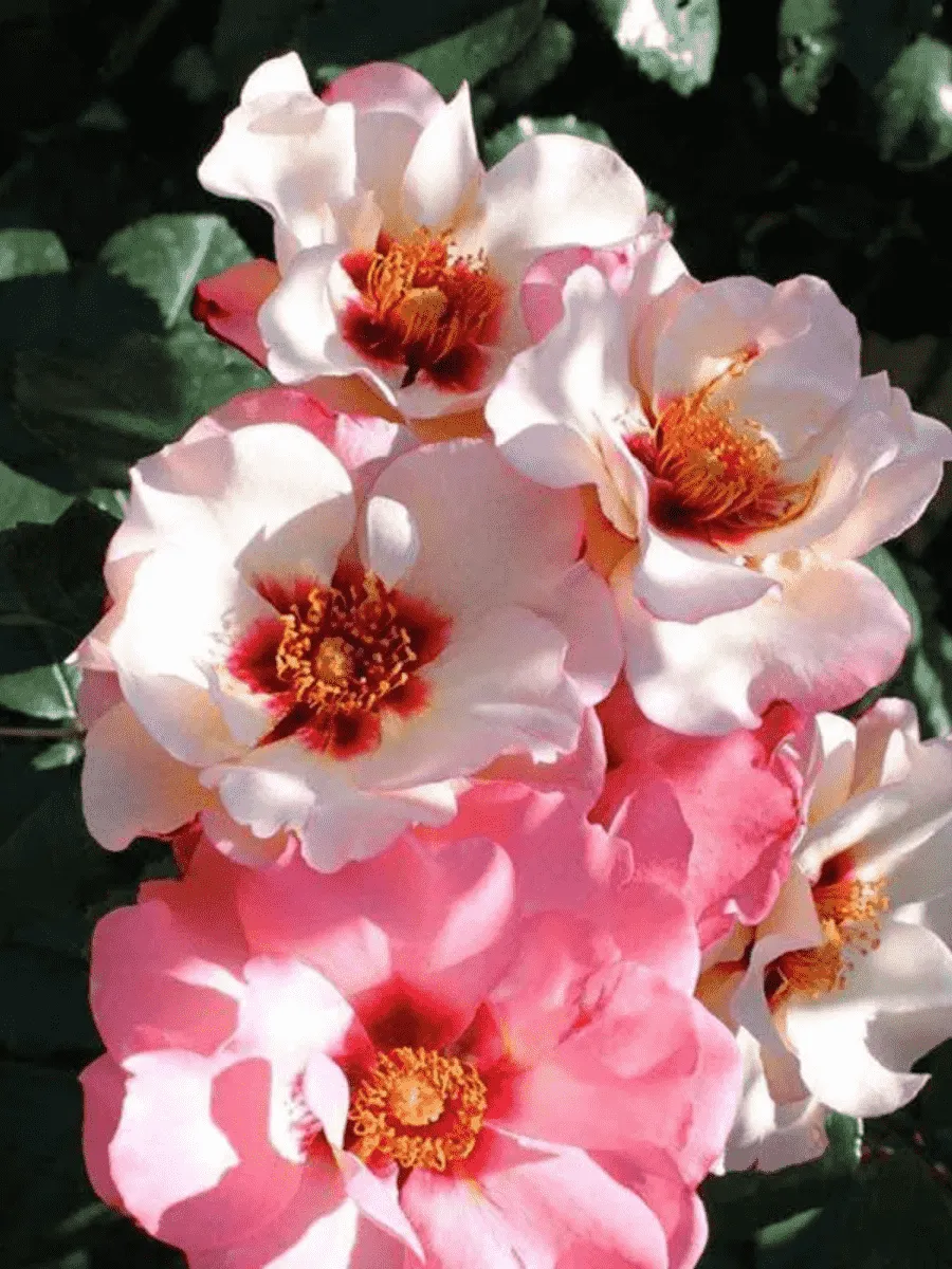 Роза Гибридная Alissar Princess of Phoenicia