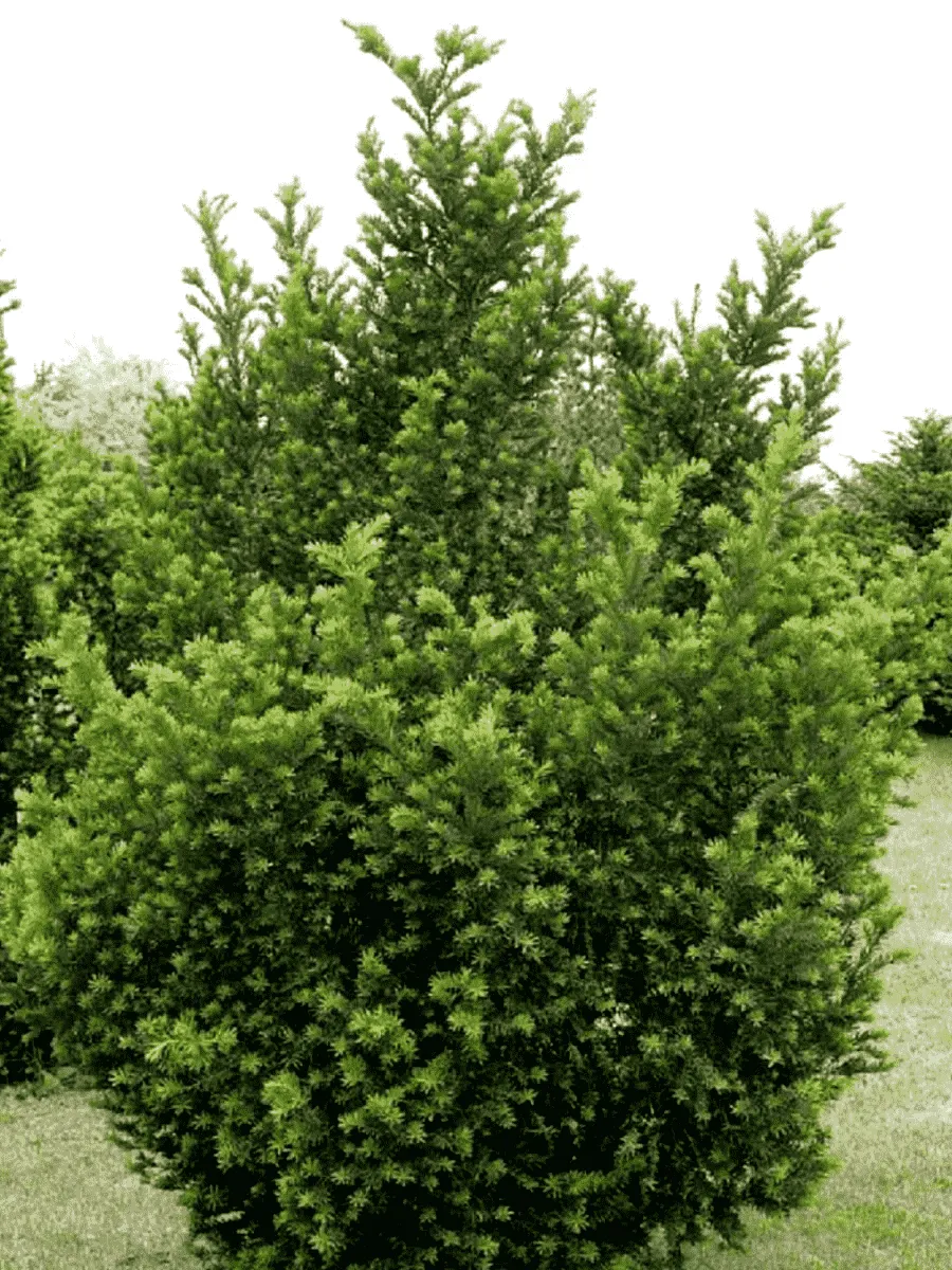 Тис средний Hatfieldii