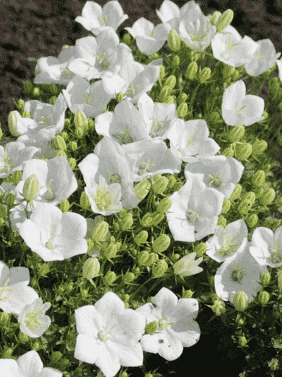 Колокольчик карпатский Perla White