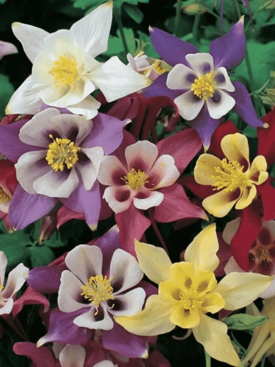 Аквилегия гибридная McKana Hybrids