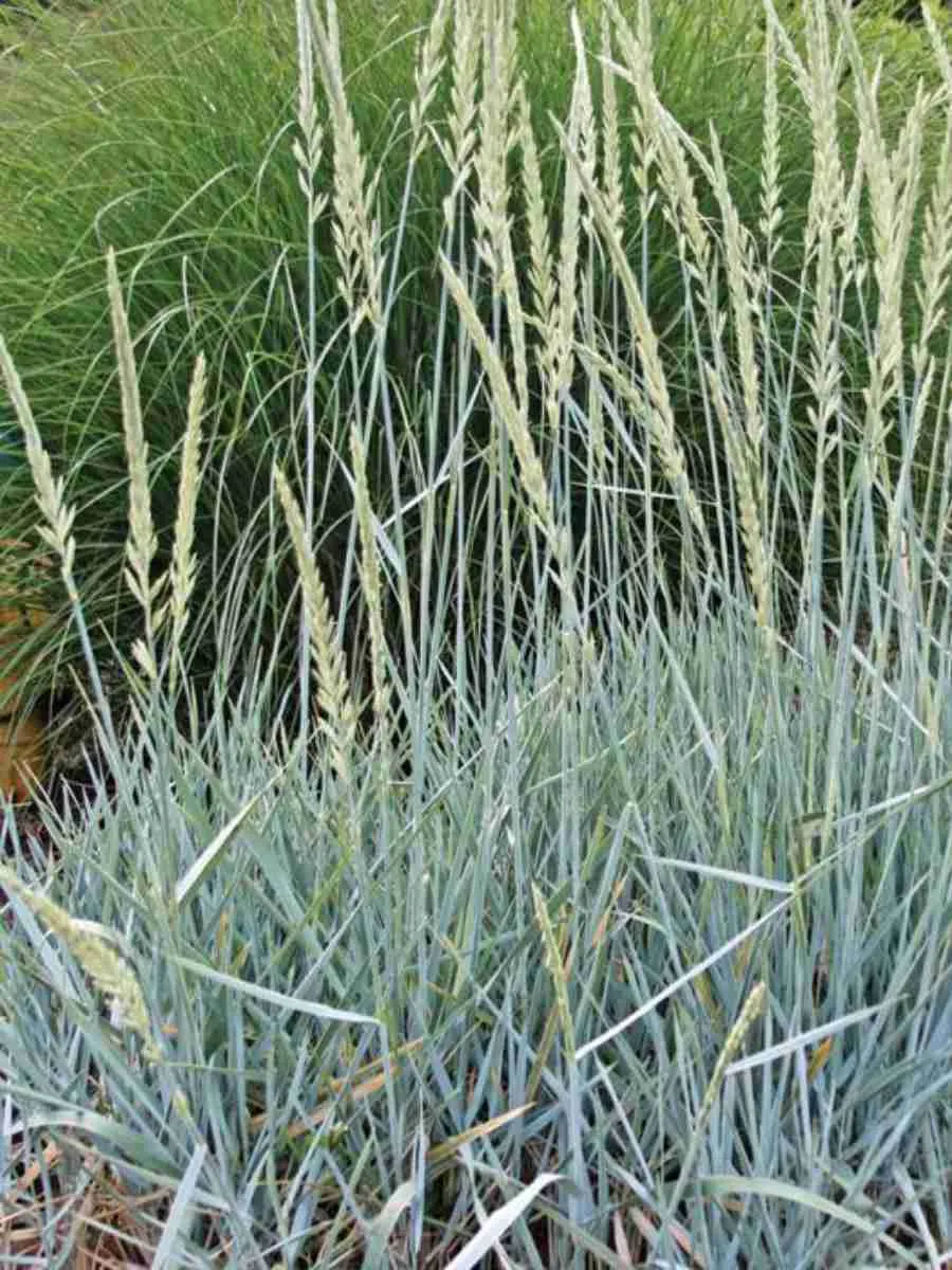 Элимус песчаный  Blue Dune