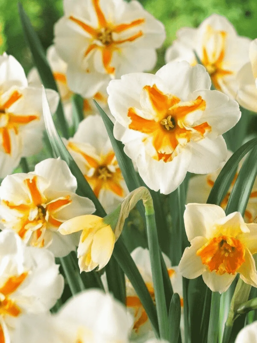 Нарцисс Tricollet