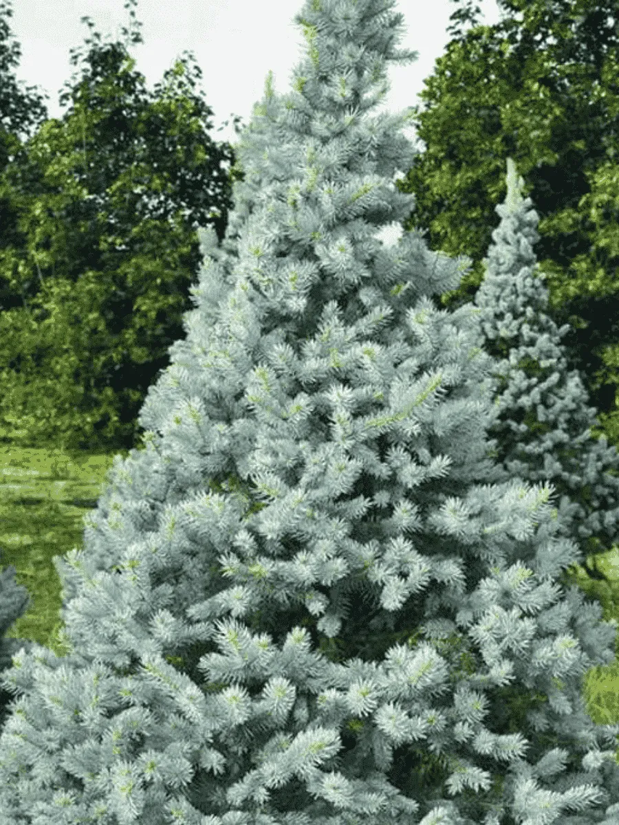 Ель колючая  Hoto